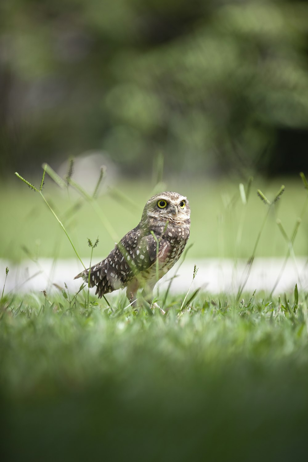 brown and white owl on green grass during daytime