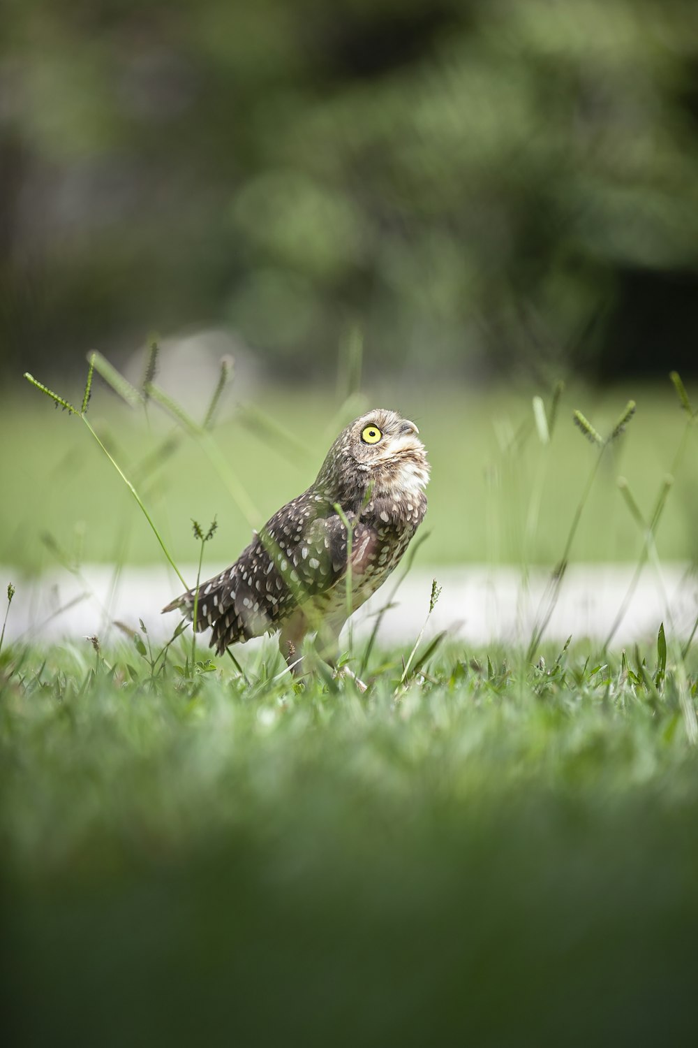 brown owl on green grass during daytime