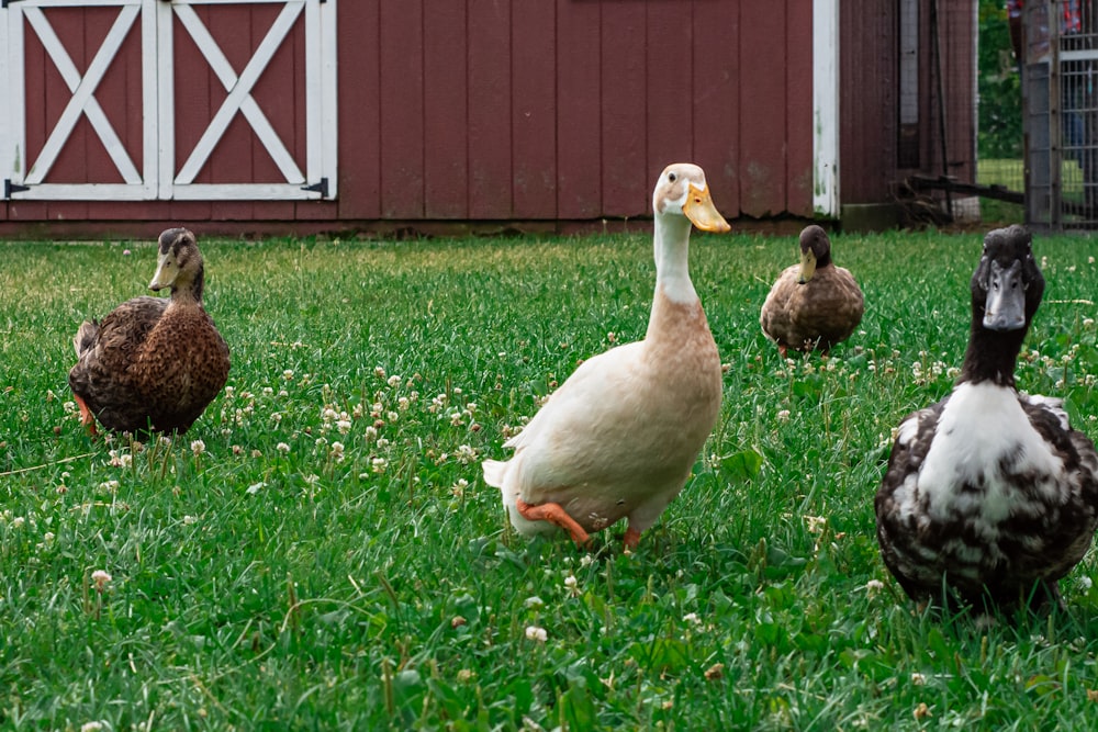 pato branco no campo verde da grama