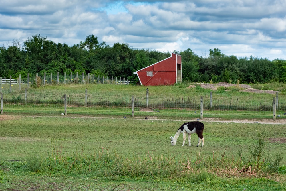 black and white cow on green grass field during daytime