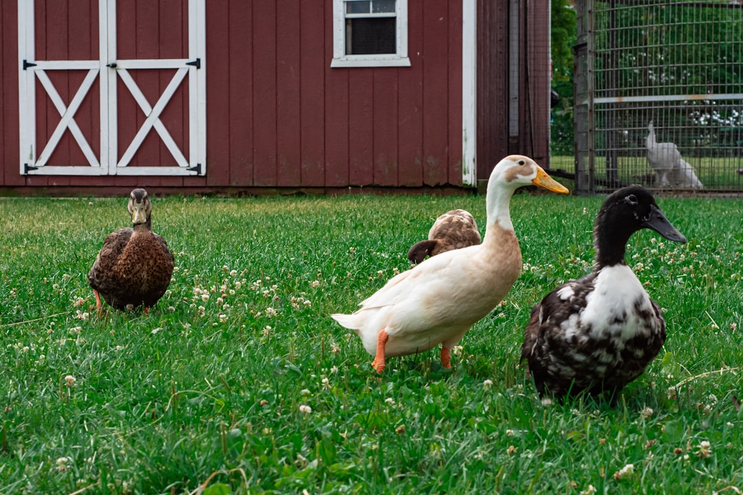 white duck on green grass field,