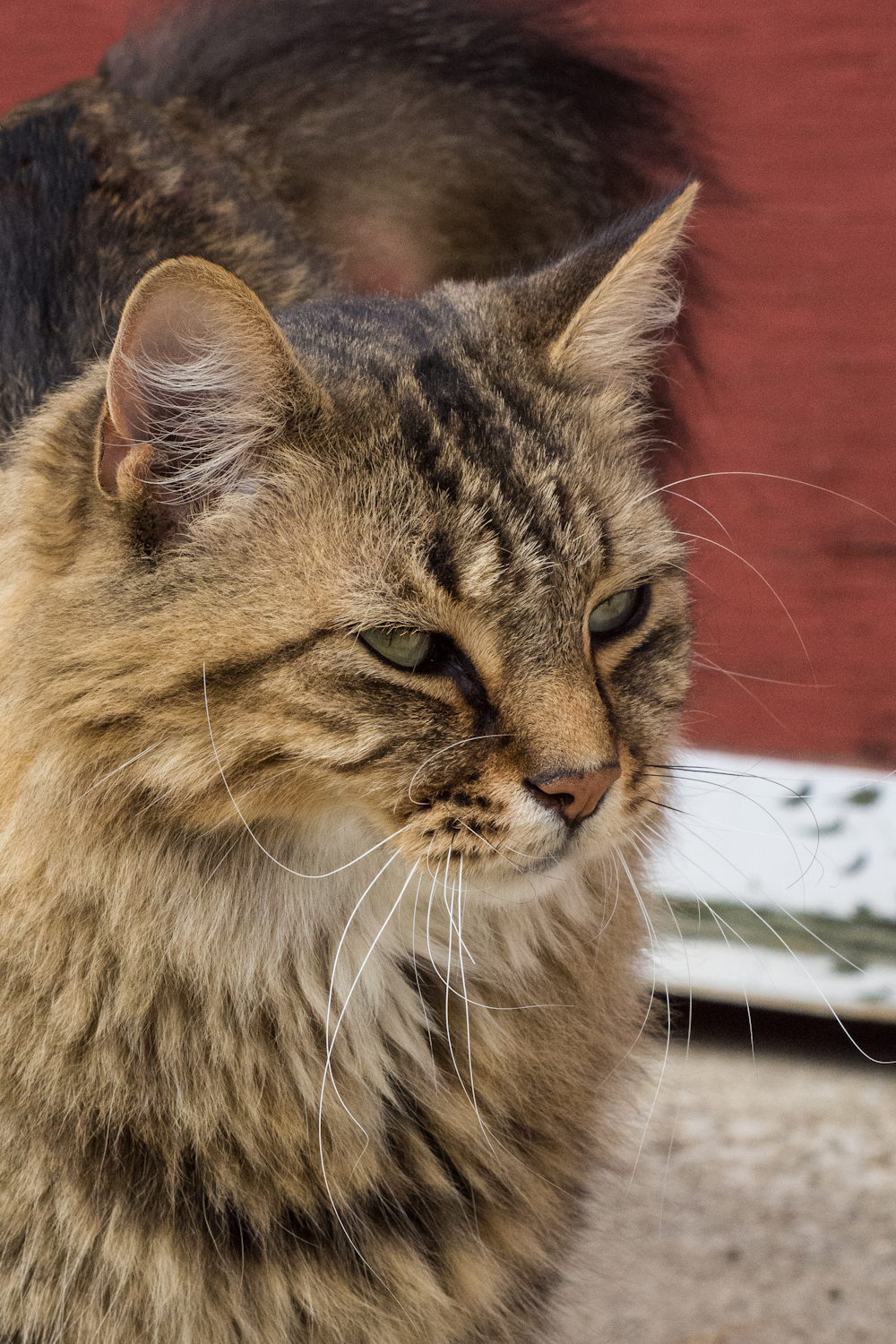 brown tabby cat on white table