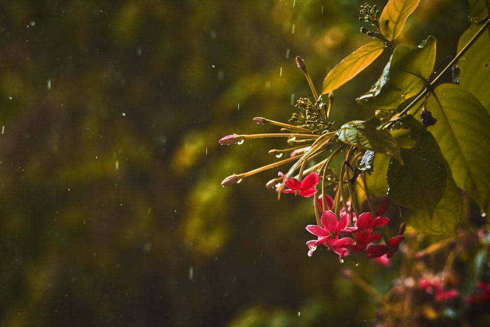 borboleta amarela e vermelha na flor vermelha