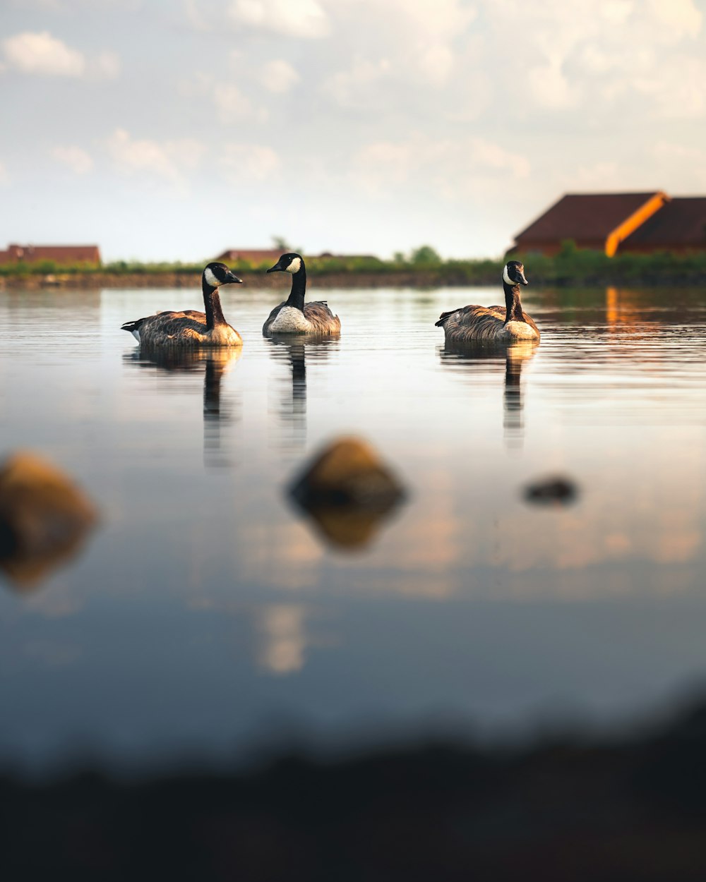 flock of geese on water during daytime