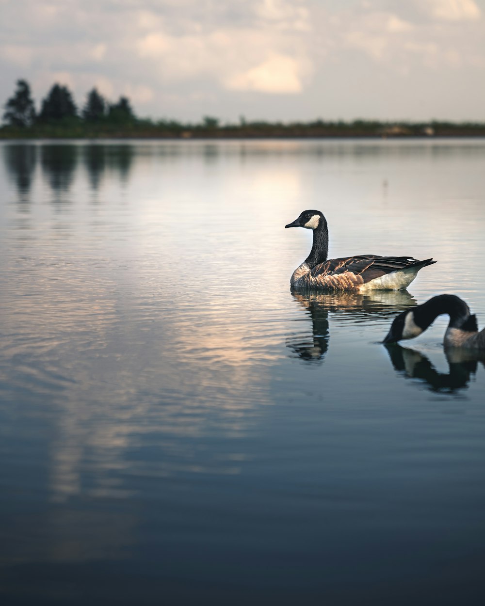 two black and white geese on water during daytime