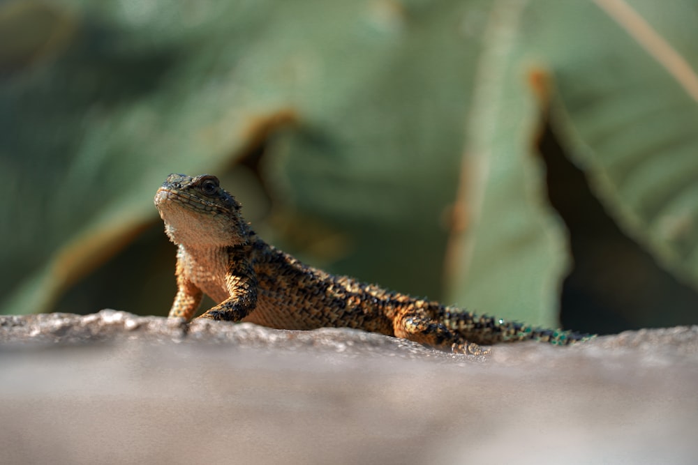 brown and black lizard on gray rock