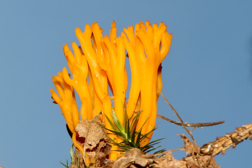 yellow flowers on brown rock