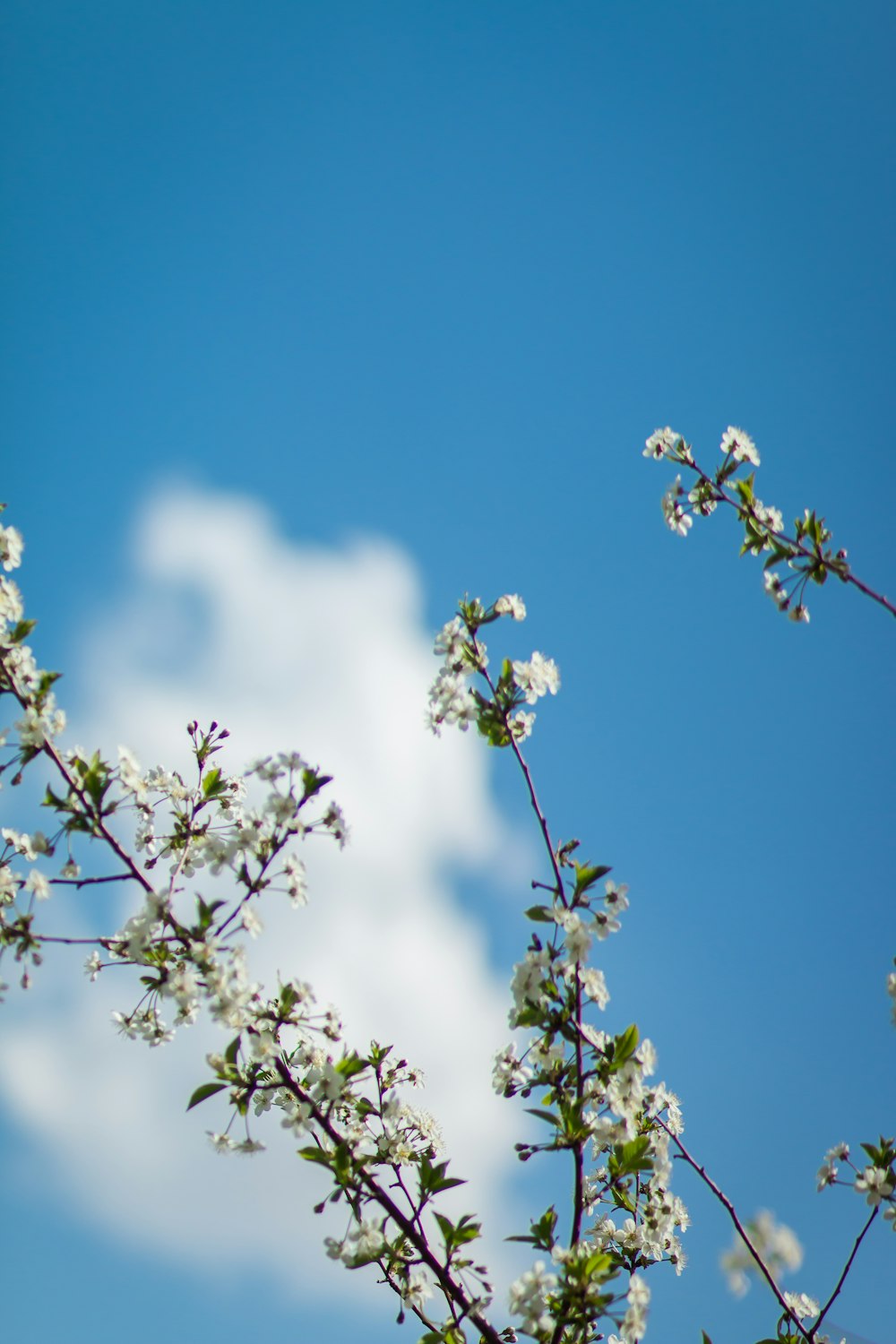 white flowers under blue sky during daytime