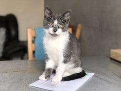 white and black cat on white paper