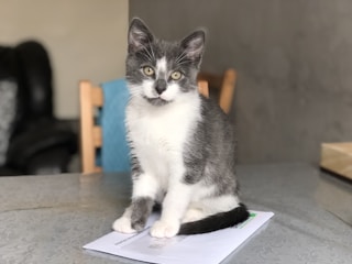 white and black cat on white paper