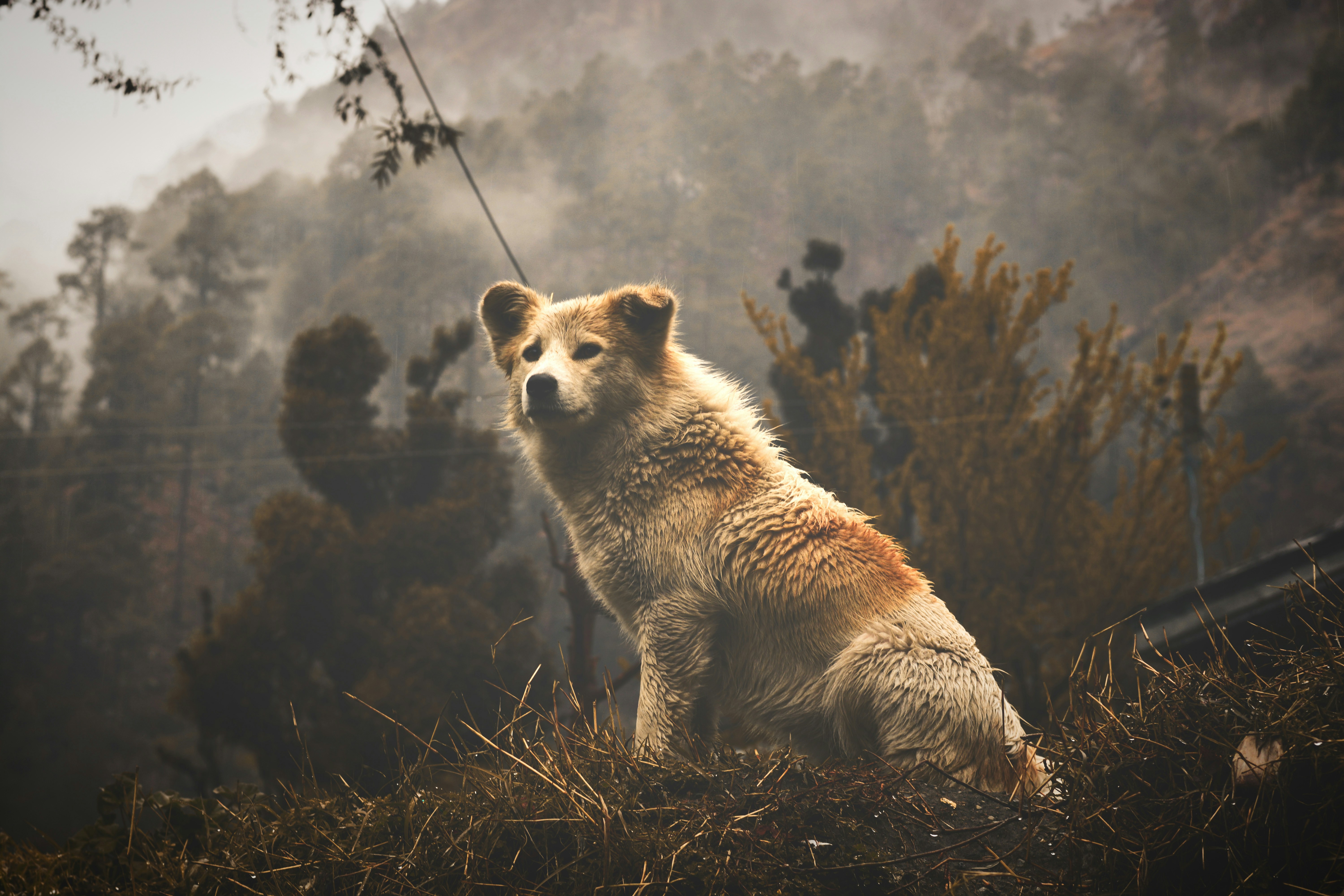 brown and white fox on brown grass field