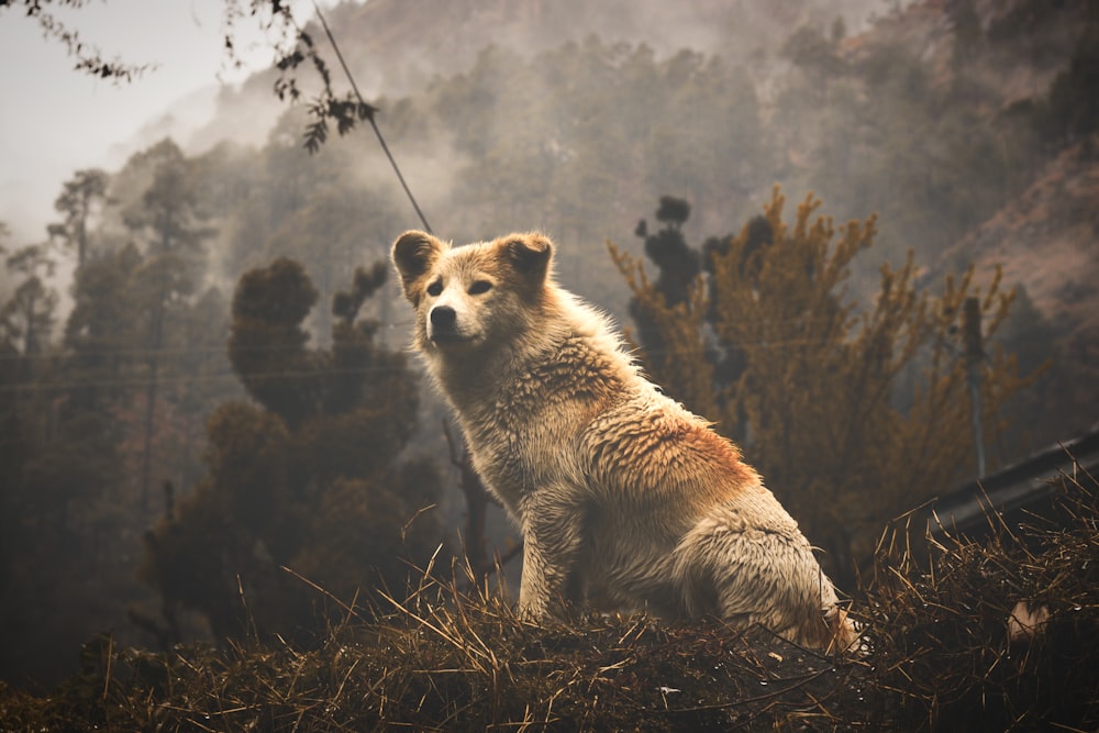 brown and white fox on brown grass field