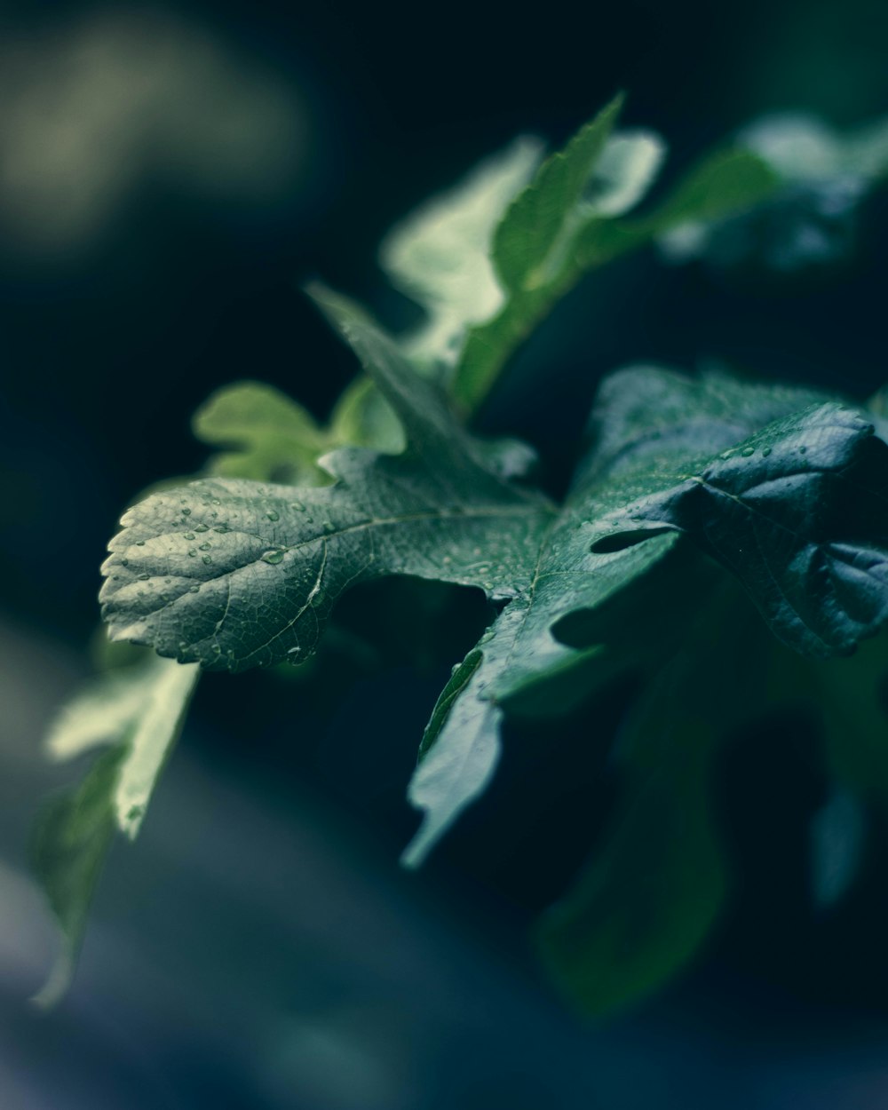 green leaf in macro lens