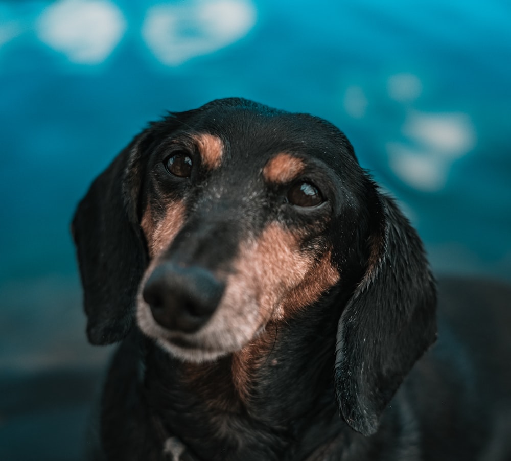 Perro de tamaño mediano de pelaje corto negro y fuego