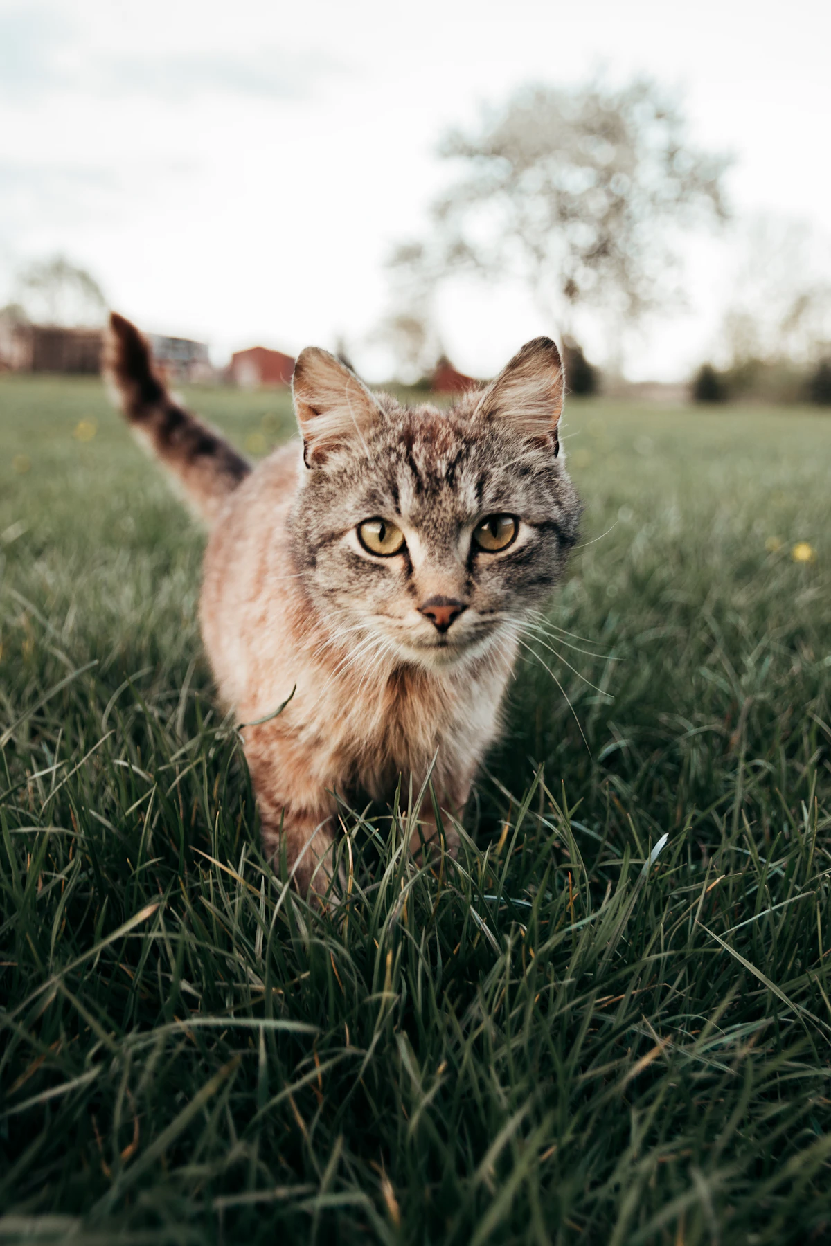Gato atigrado explorando un campo de hierba