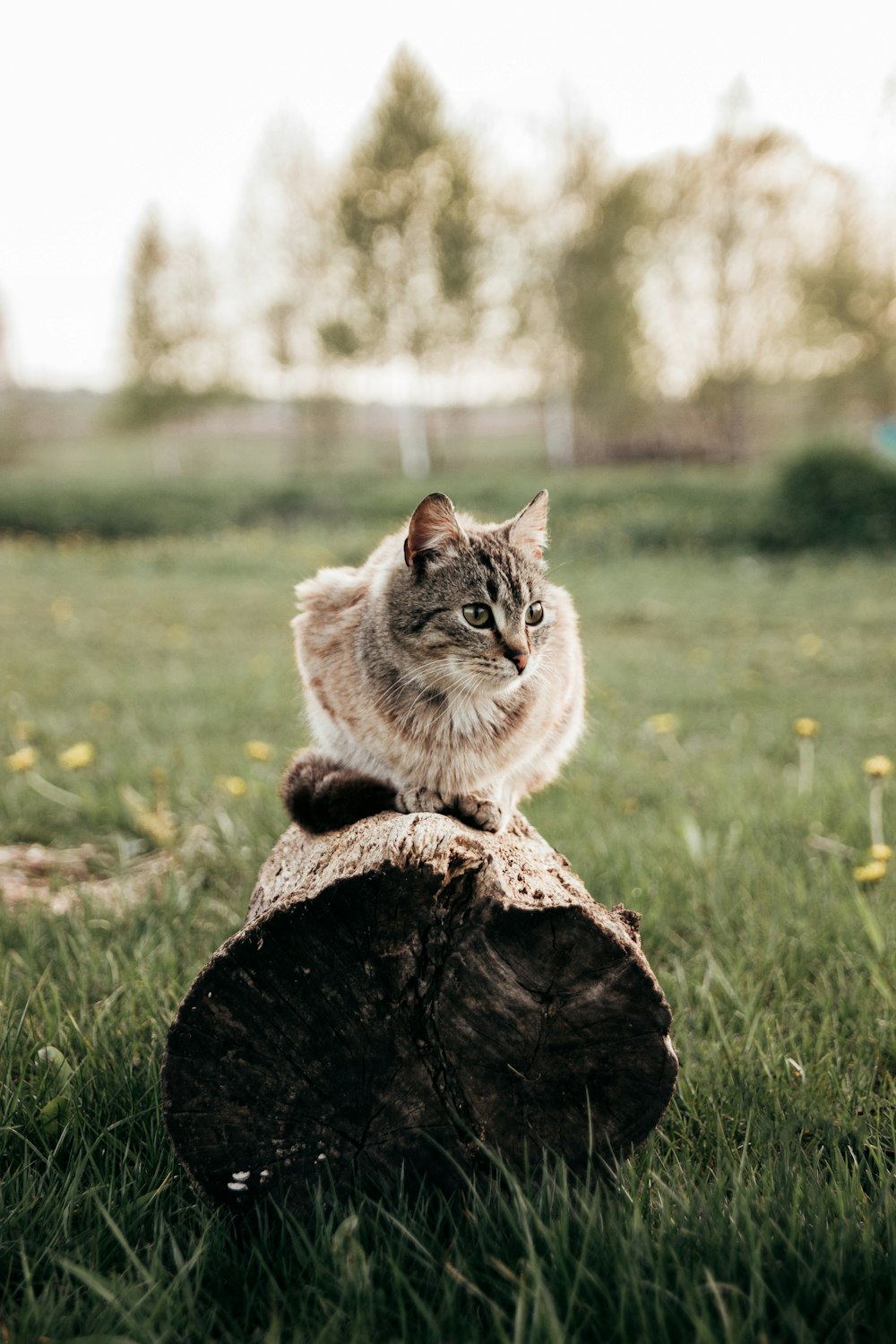 brown and white cat on brown log