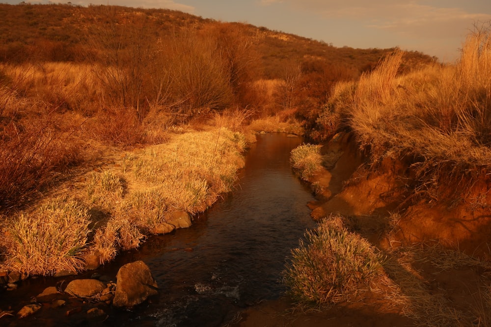 brown grass on river during daytime