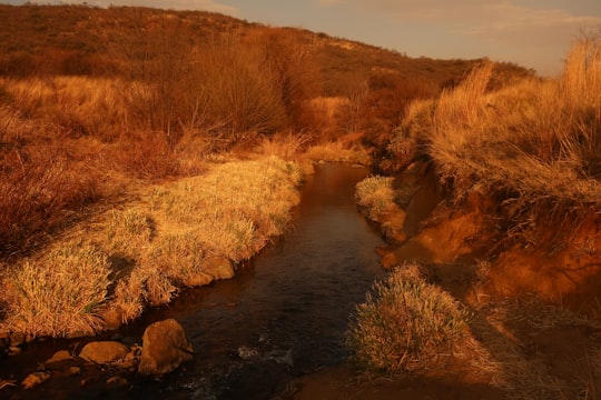 brown grass on river during daytime in Klipriviersberg South Africa