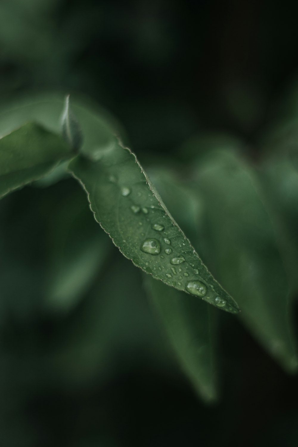 water droplets on green leaf