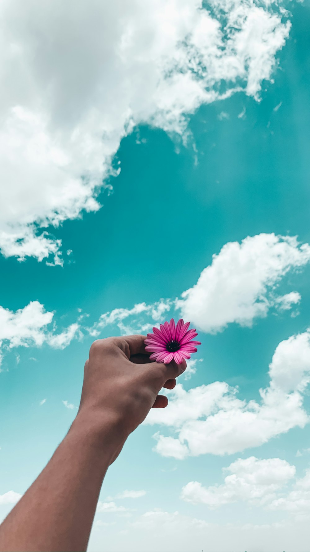pessoa segurando a flor roxa sob o céu azul durante o dia