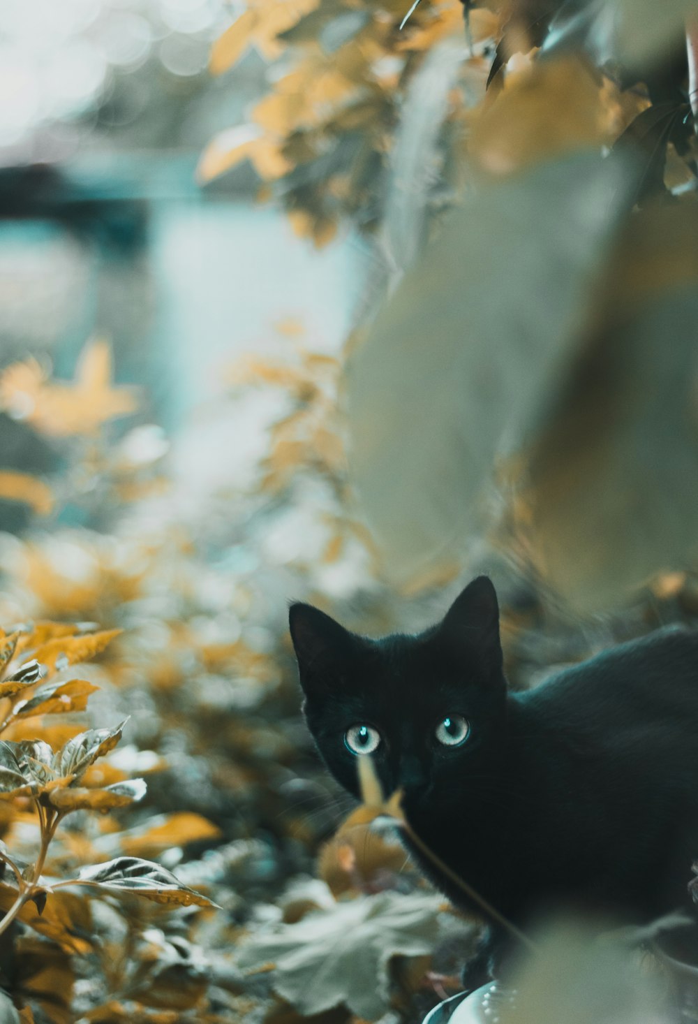 black cat on brown leaves