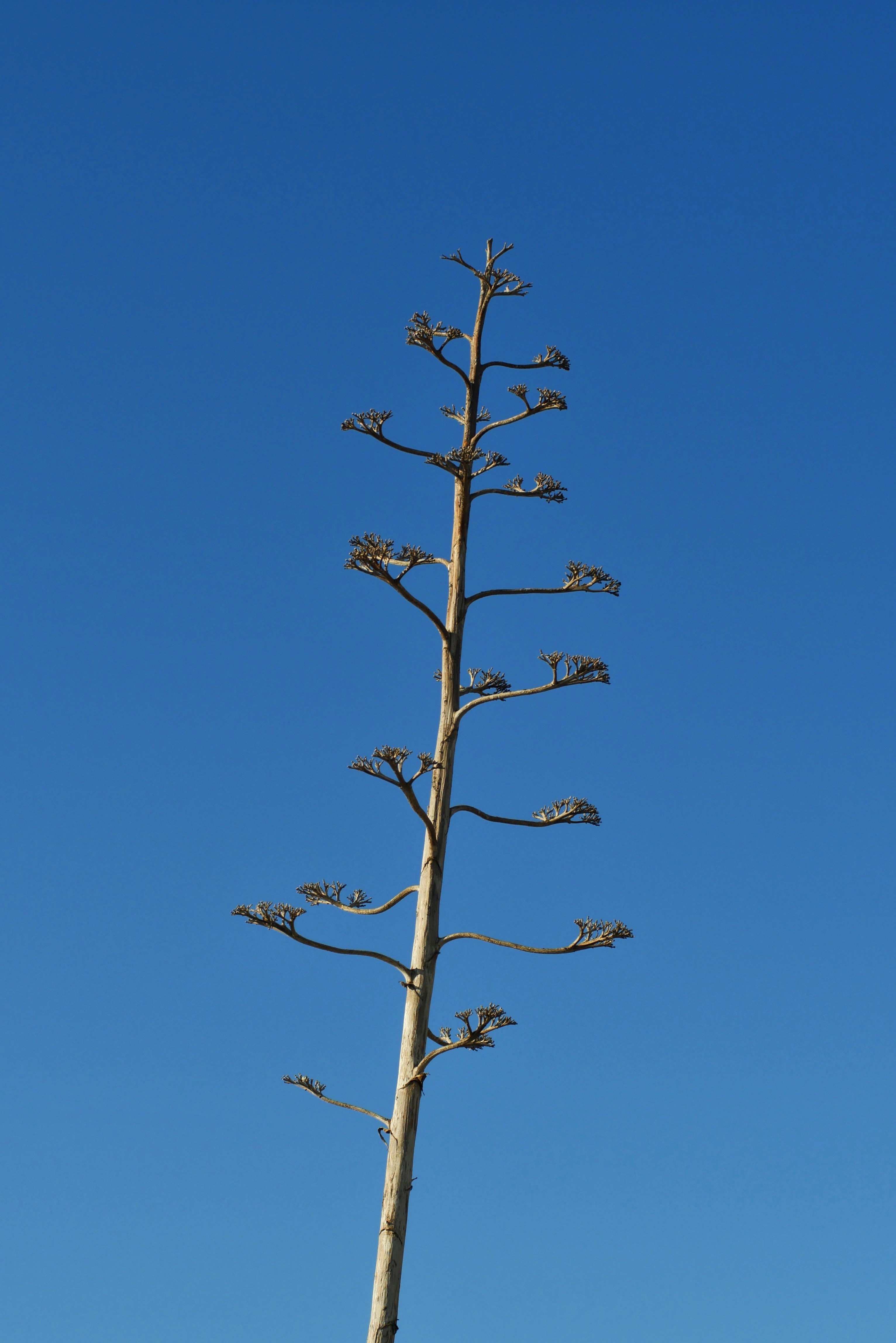 brown bare tree under blue sky during daytime