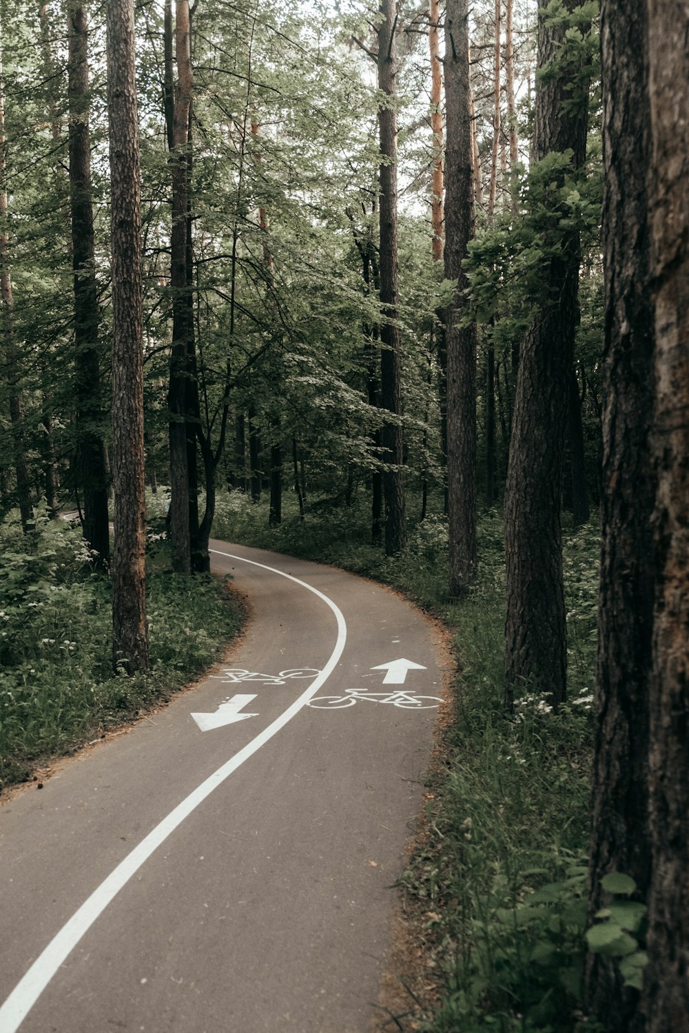 gray concrete road between green trees during daytime