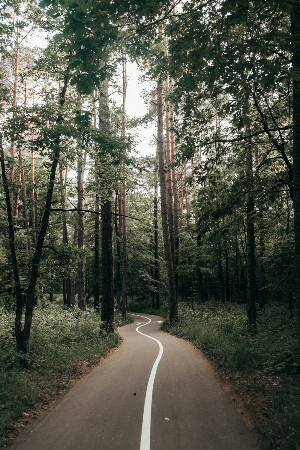 brown road between green trees during daytime