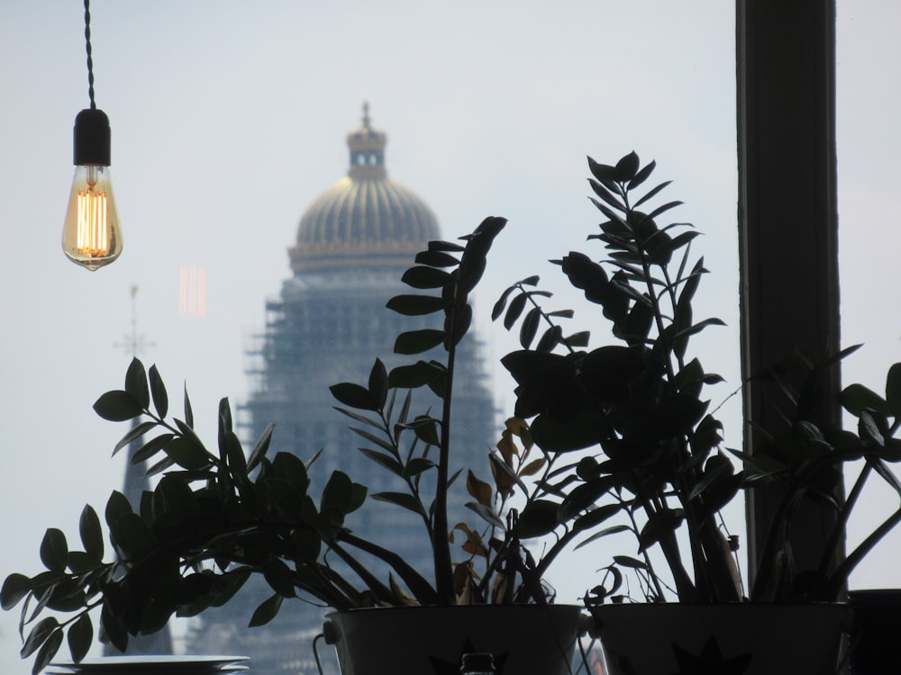 green plant in pot near building during daytime