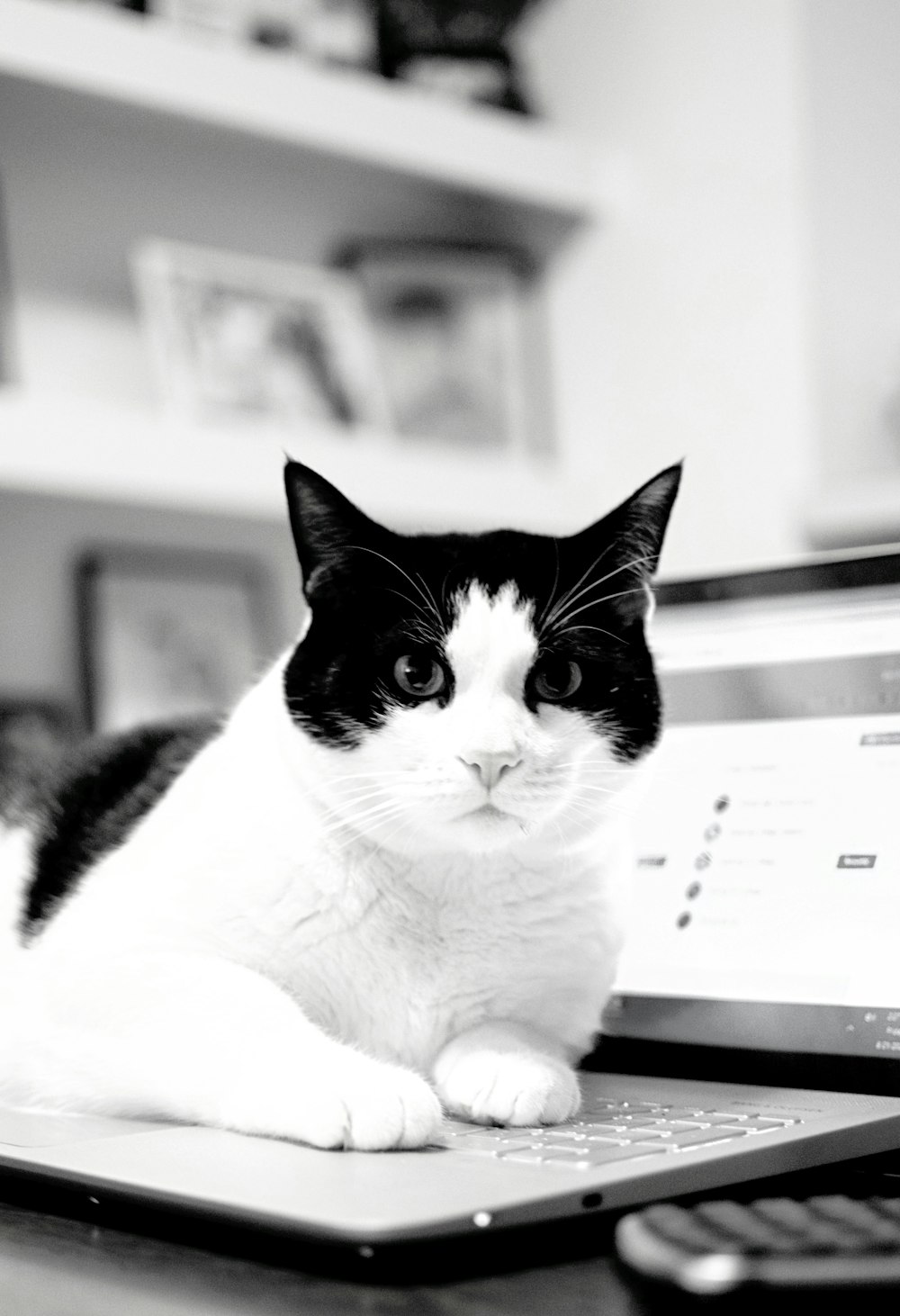 black and white cat on white printer paper