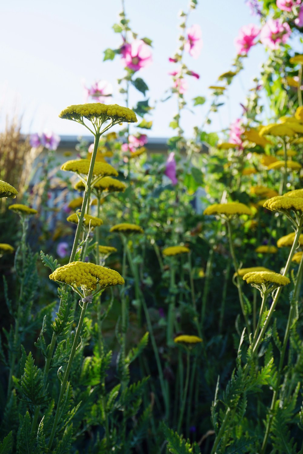 yellow flower field during daytime