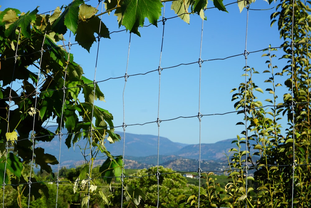 green grass field with gray chain link fence