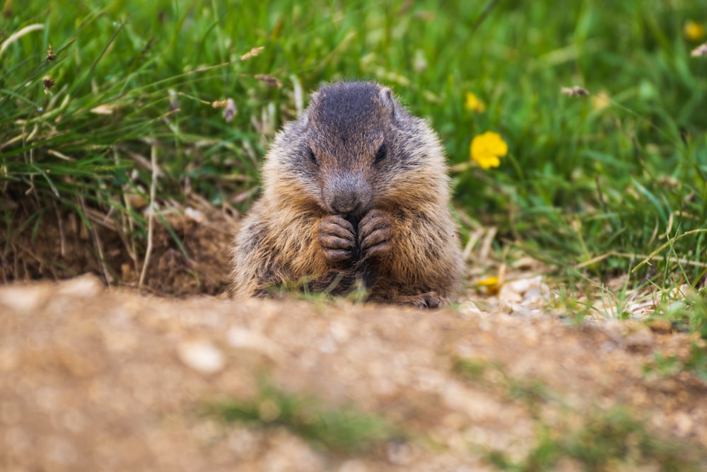 brown rodent on green grass during daytime