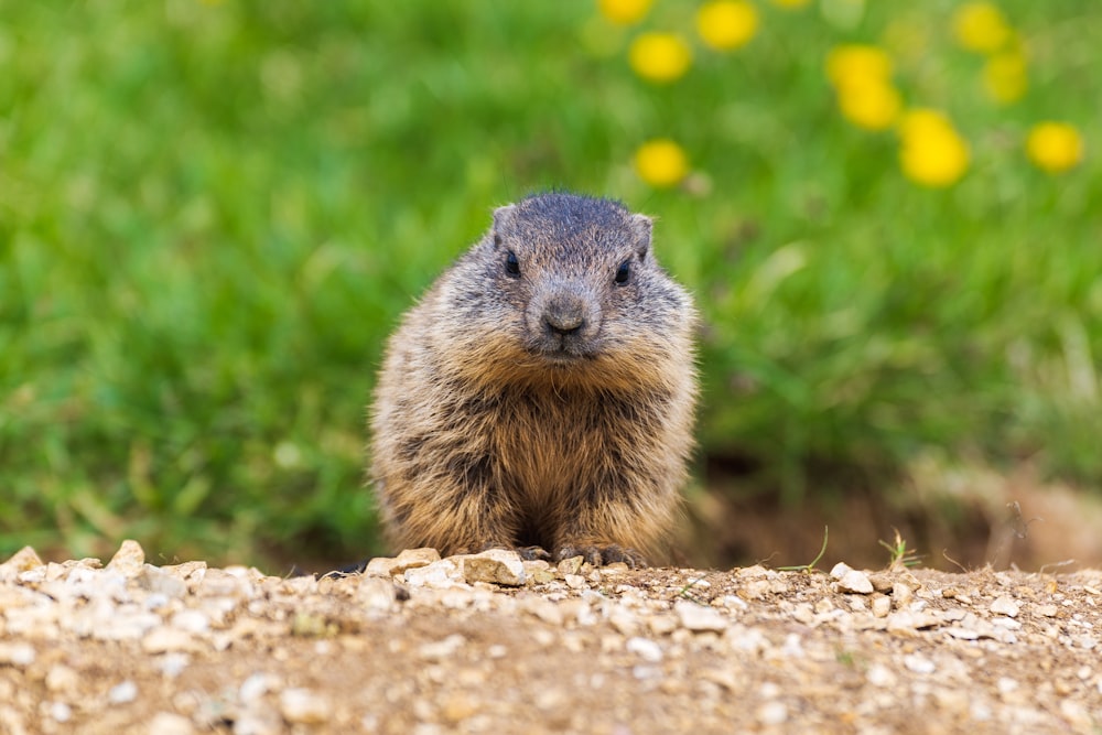 brown rodent on brown rock during daytime