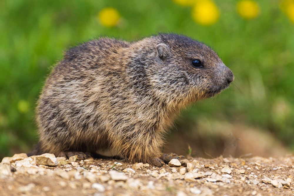 brown rodent on brown soil during daytime