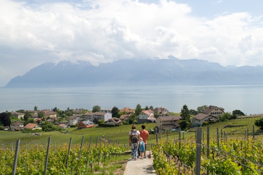 people sitting on bench near green grass field during daytime in Lavaux Switzerland