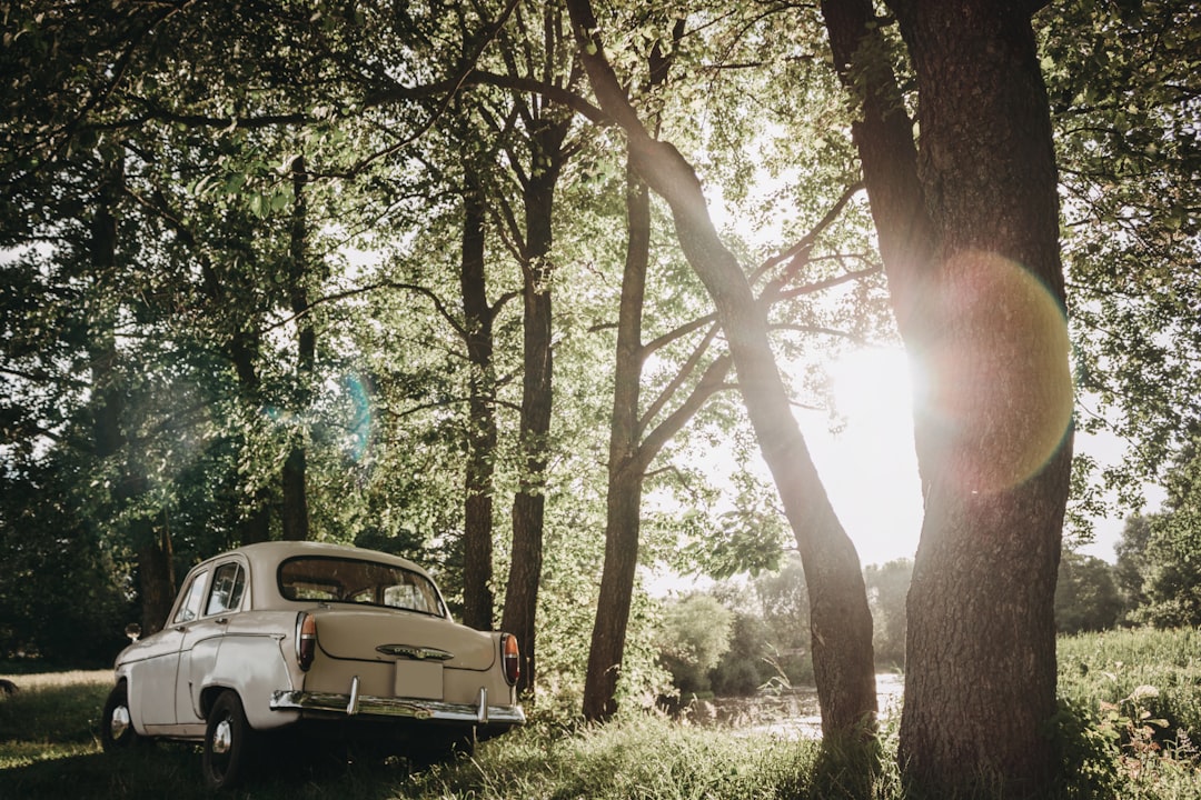 white car parked under tree