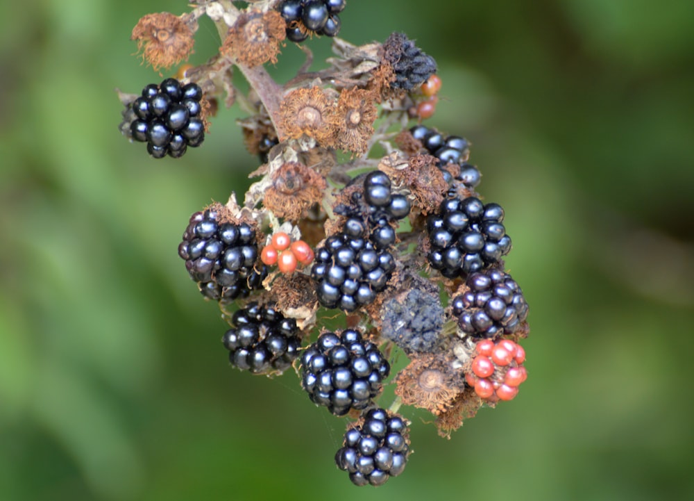 blue berries on brown dried leaf