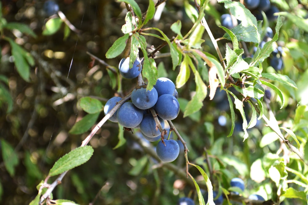 blue berries in tilt shift lens