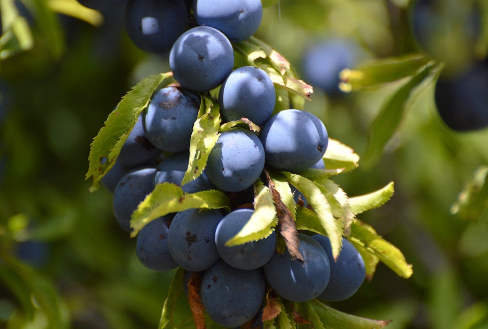 green and purple round fruits