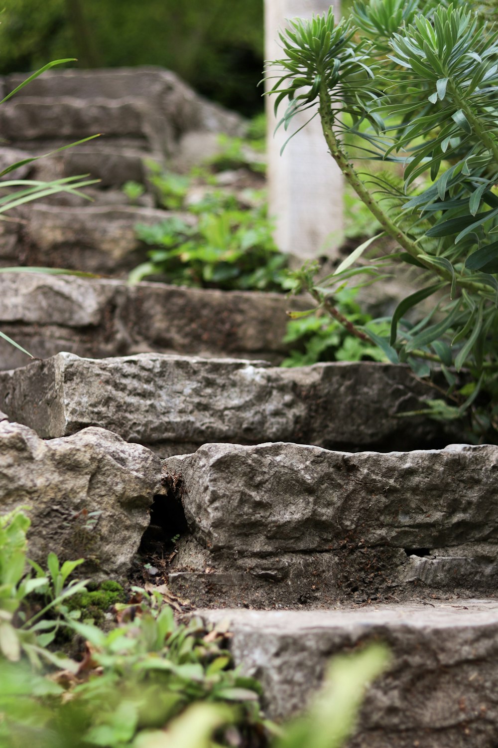 gray concrete blocks near green plants during daytime