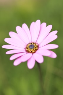 purple flower in tilt shift lens