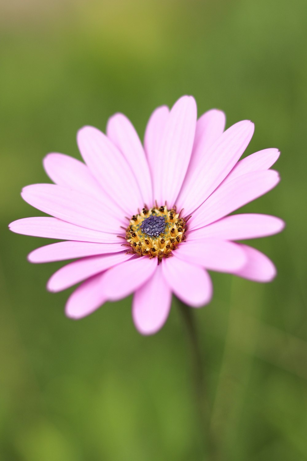 fleur violette dans une lentille à bascule