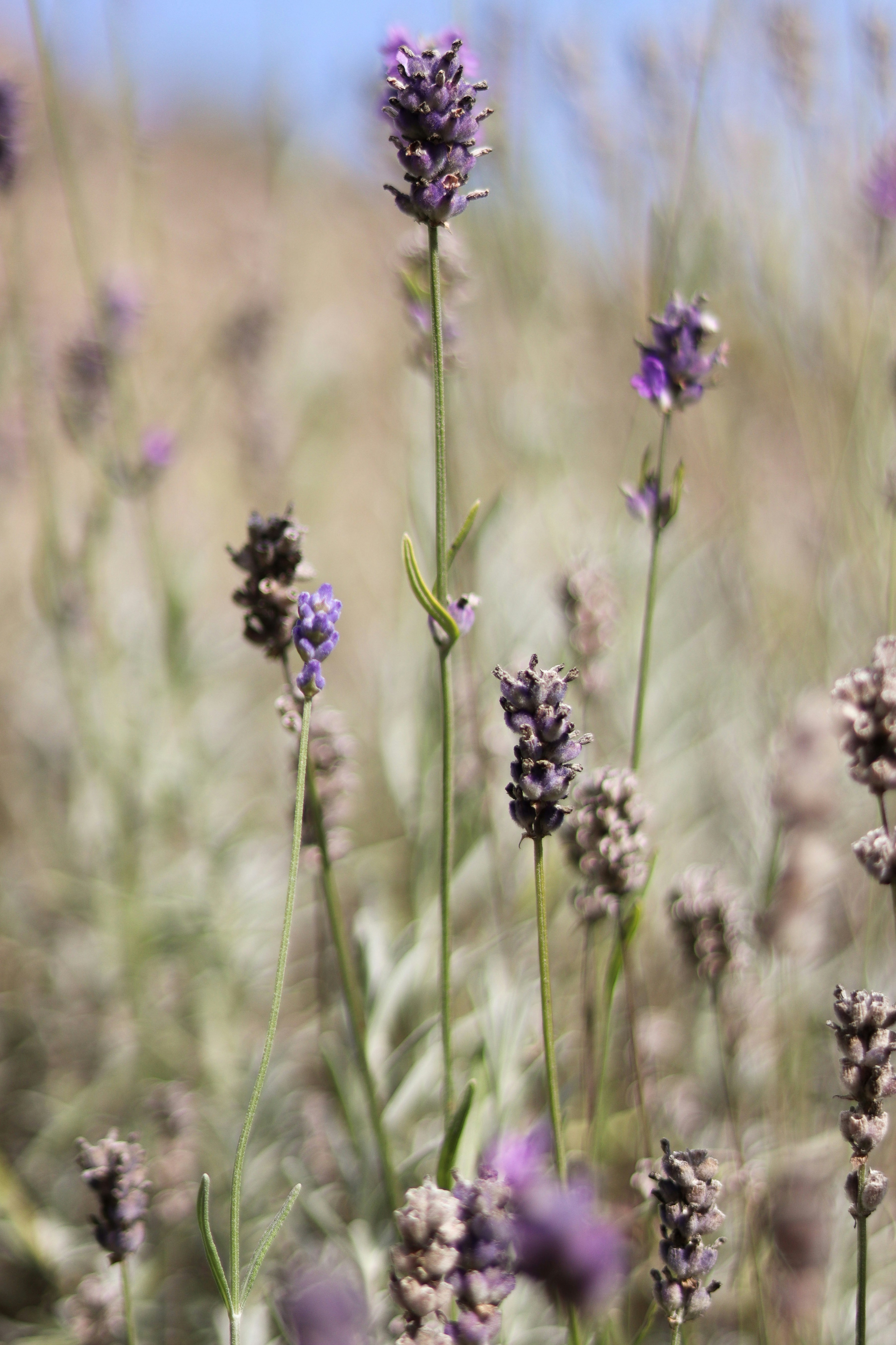 purple flower in tilt shift lens