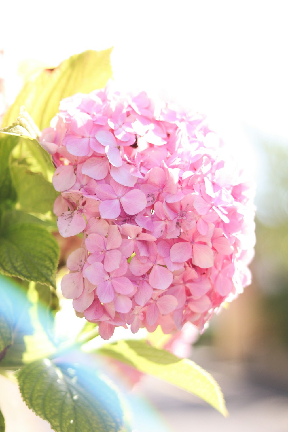 pink flower in tilt shift lens