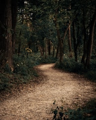 brown dried leaves on ground
