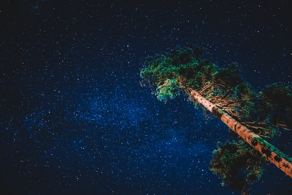 green trees under blue sky during night time