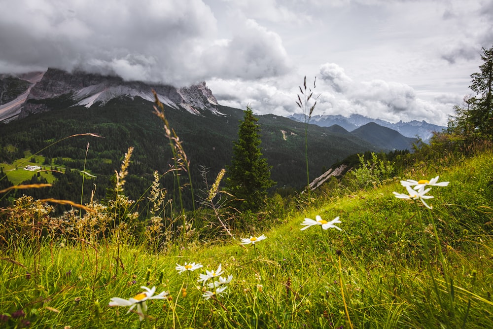 white flowers on green grass field near mountain under white clouds during daytime