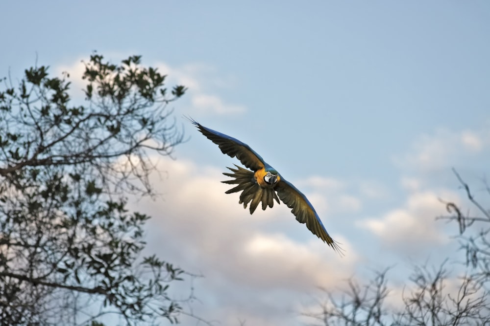 pássaro preto e amarelo voando sob o céu azul durante o dia
