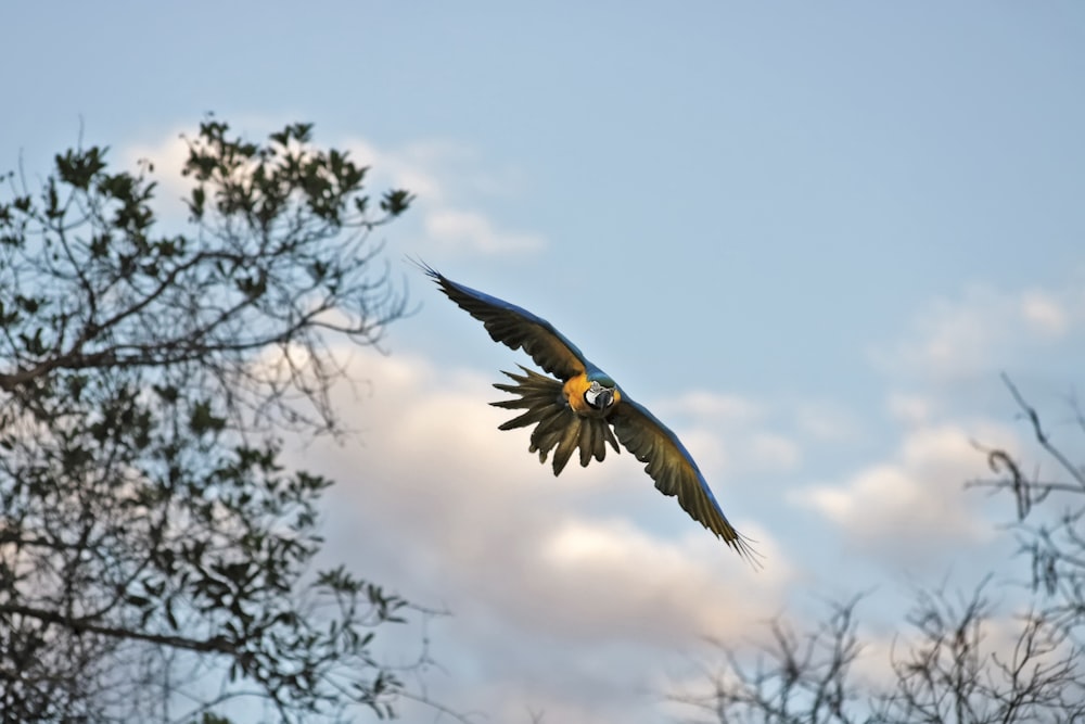 black and yellow bird flying under blue sky during daytime